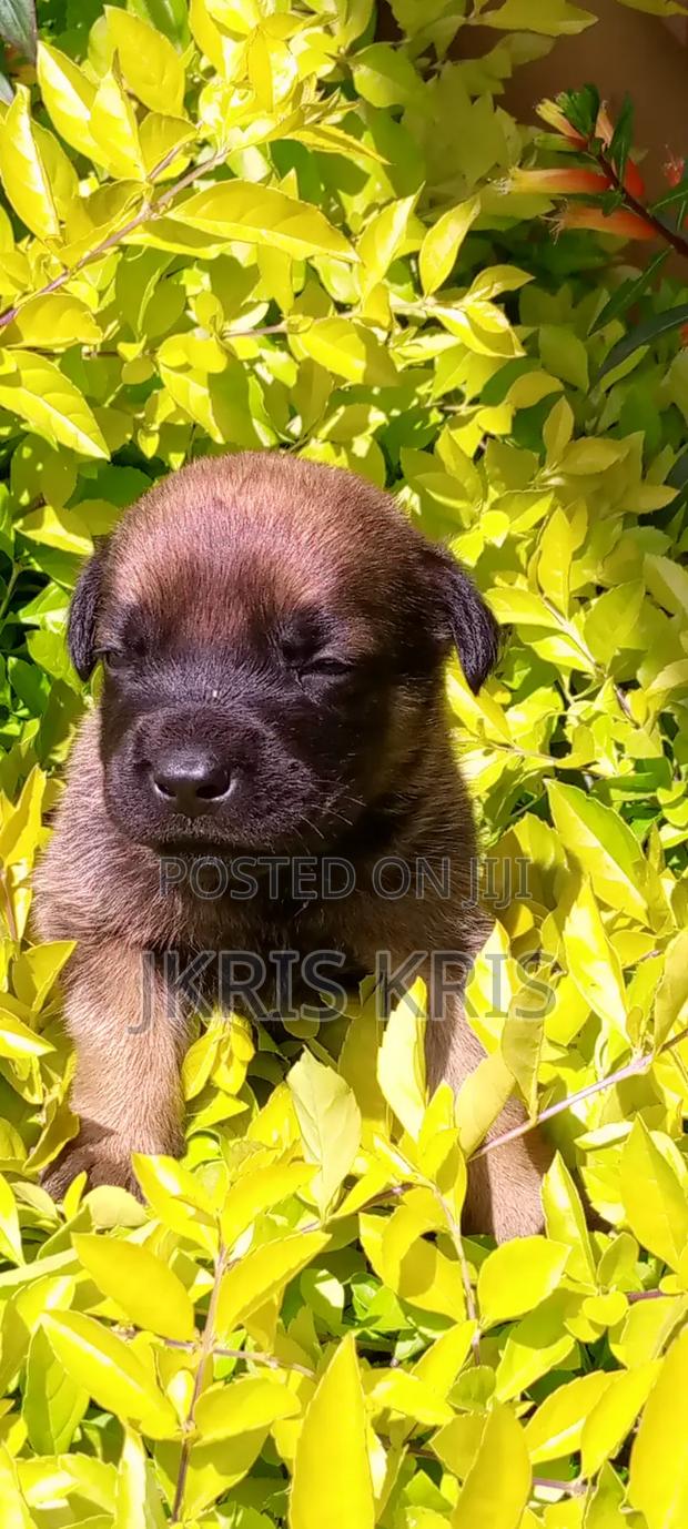1-3 months Male Mixed Breed Boerboel
