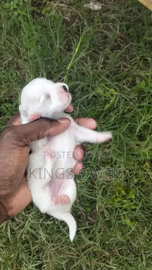 0-1 month Female Mixed Breed Maltese
