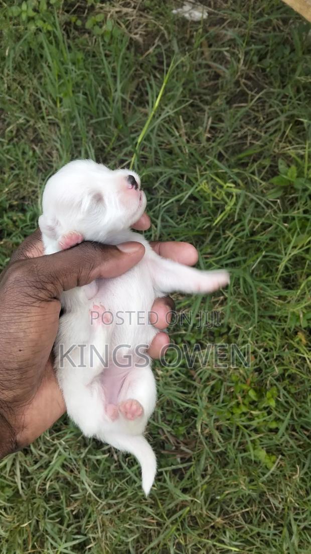 0-1 month Female Mixed Breed Maltese