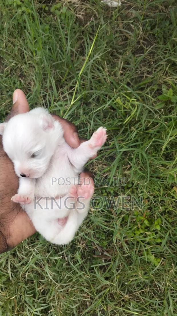 0-1 month Female Mixed Breed Maltese - thumbnail 2