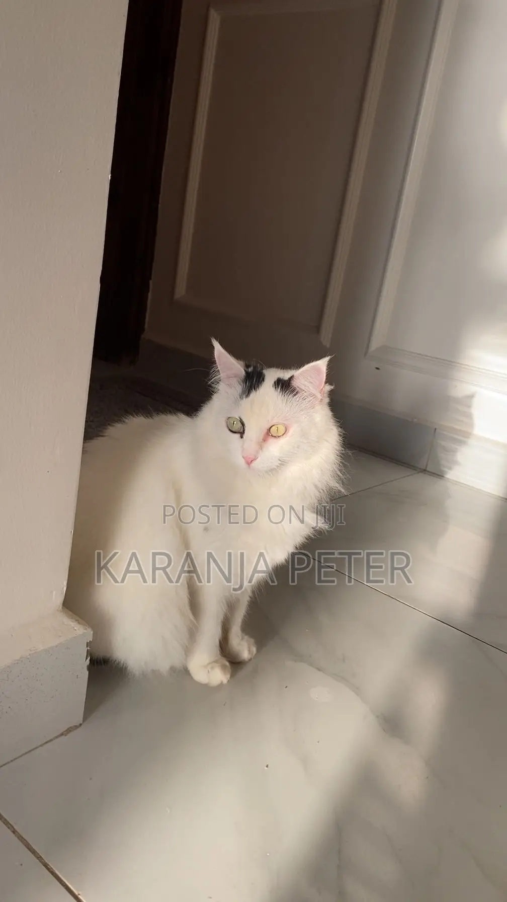 1+ year Female Mixed Breed Norwegian Forest