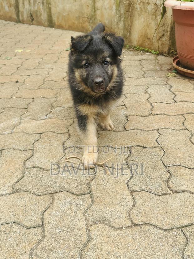 1-3 months Female Purebred German Shepherd - thumbnail 3
