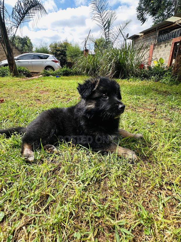 1-3 months Female Purebred German Shepherd - thumbnail 2