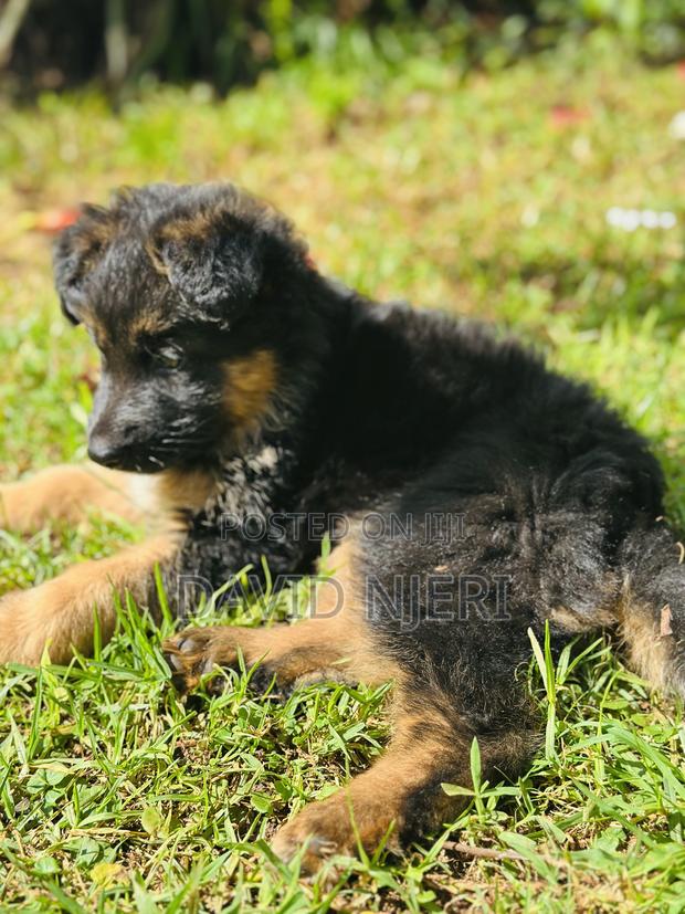1-3 months Female Purebred German Shepherd