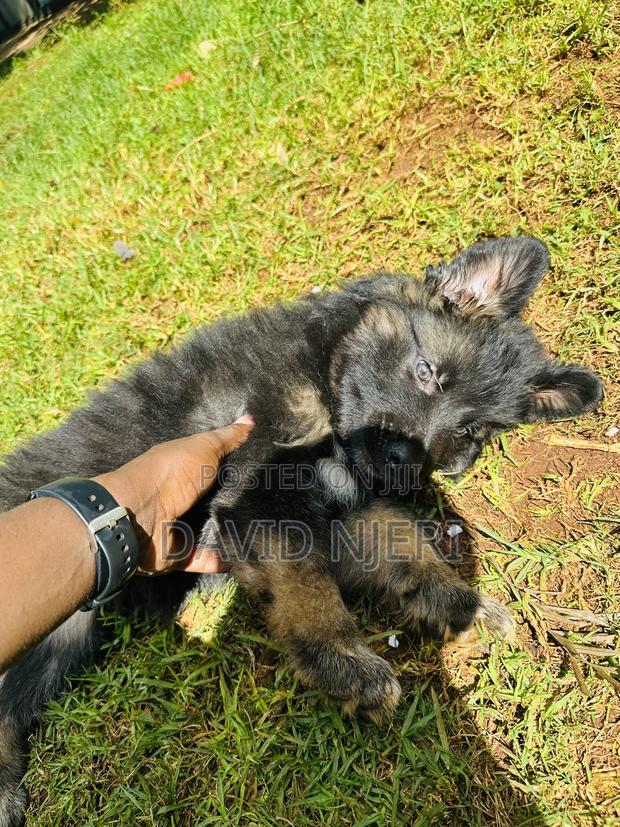 1-3 months Female Purebred German Shepherd - thumbnail 4