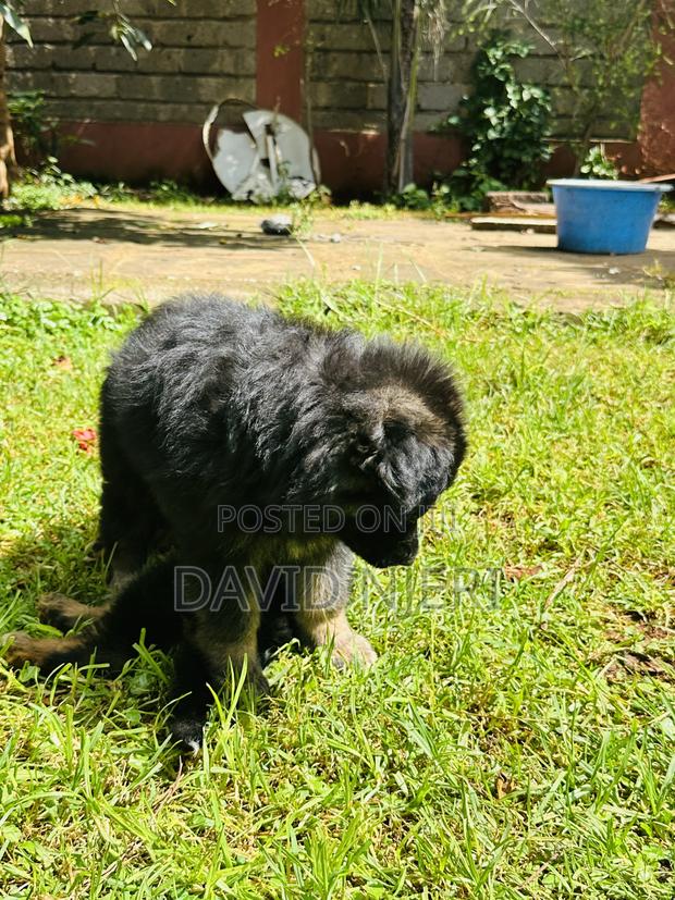 1-3 months Female Purebred German Shepherd - thumbnail 8