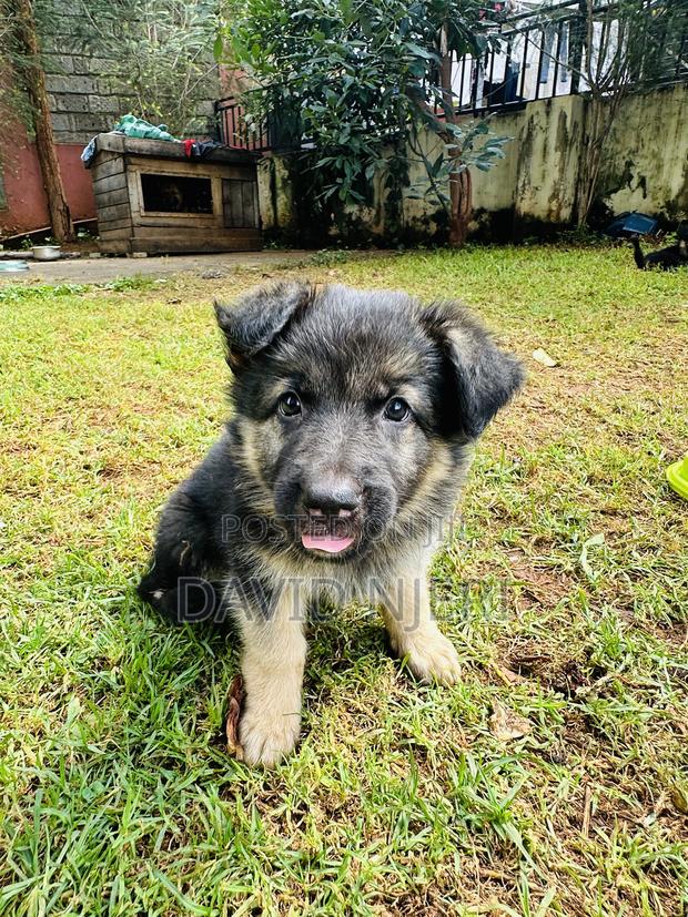 1-3 months Female Purebred German Shepherd - thumbnail 7
