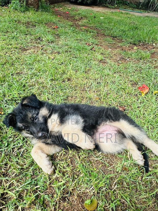 1-3 months Female Purebred German Shepherd - thumbnail 9