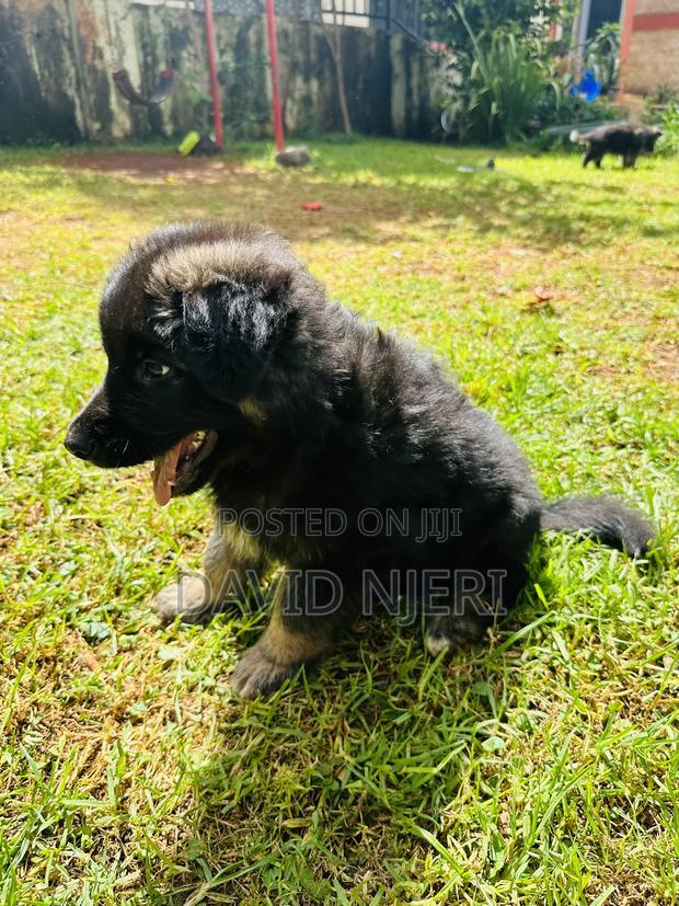 1-3 months Female Purebred German Shepherd - thumbnail 6