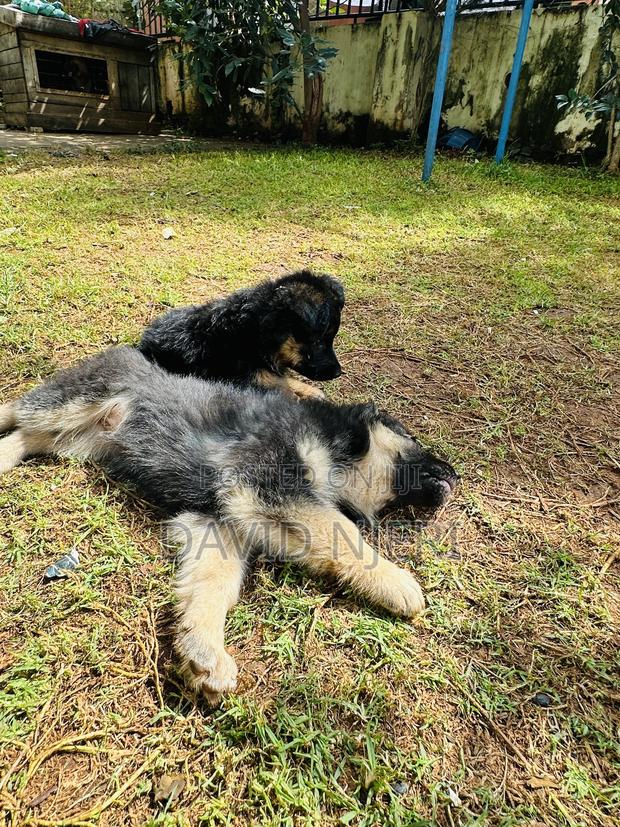 1-3 months Female Purebred German Shepherd - thumbnail 5
