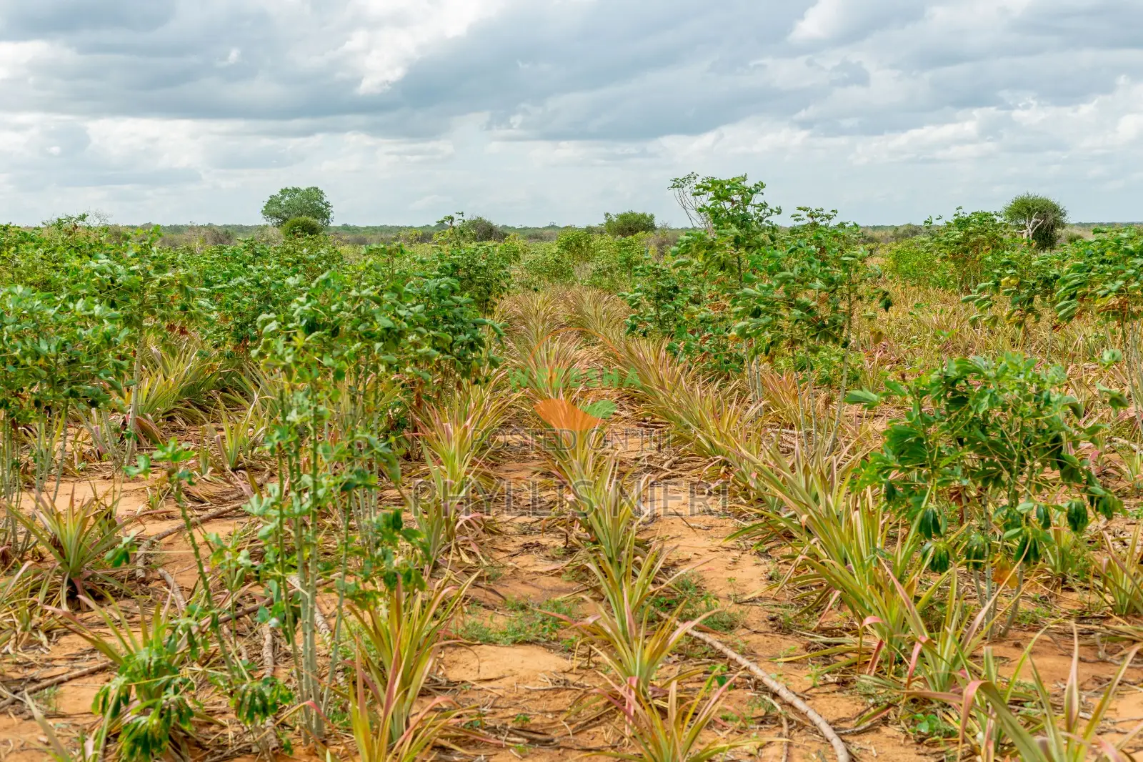 1 Acre in Malindi