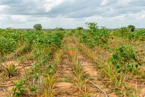 1 Acre at in Malindi