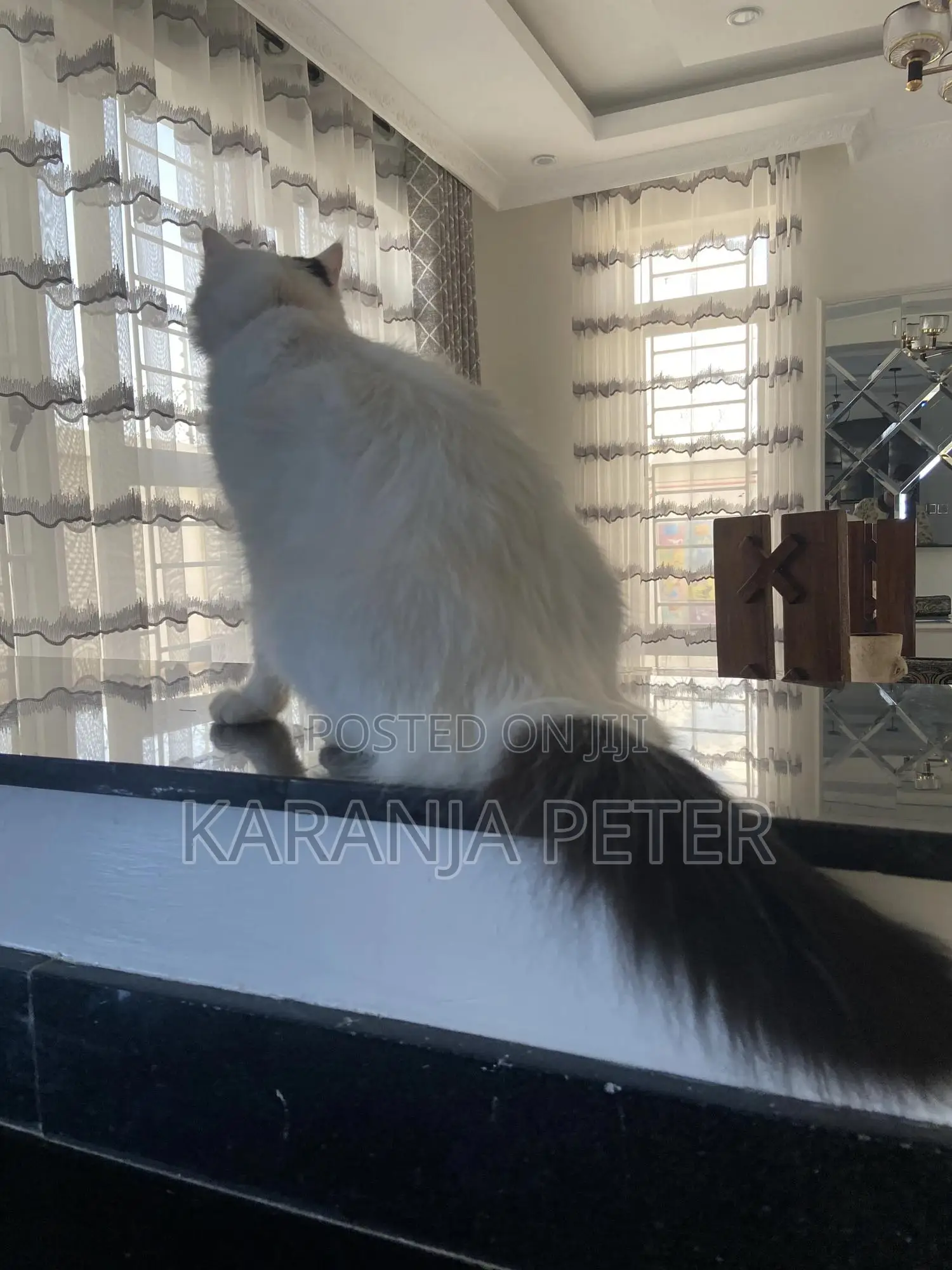 1+ year Female Mixed Breed Norwegian Forest
