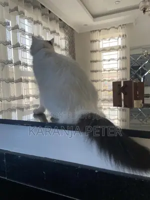 1+ year Female Mixed Breed Norwegian Forest