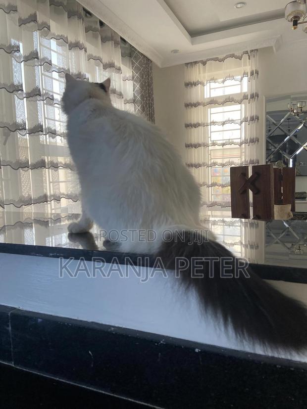 1+ year Female Mixed Breed Norwegian Forest - thumbnail 2