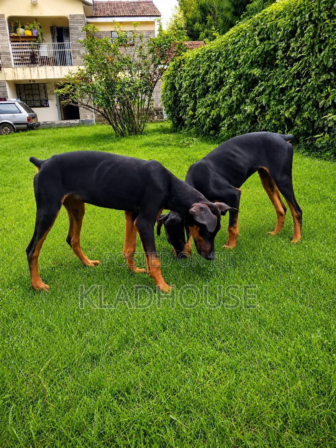1-3 months Female Purebred Doberman Pinscher
