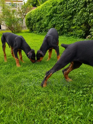 1-3 months Female Purebred Doberman Pinscher