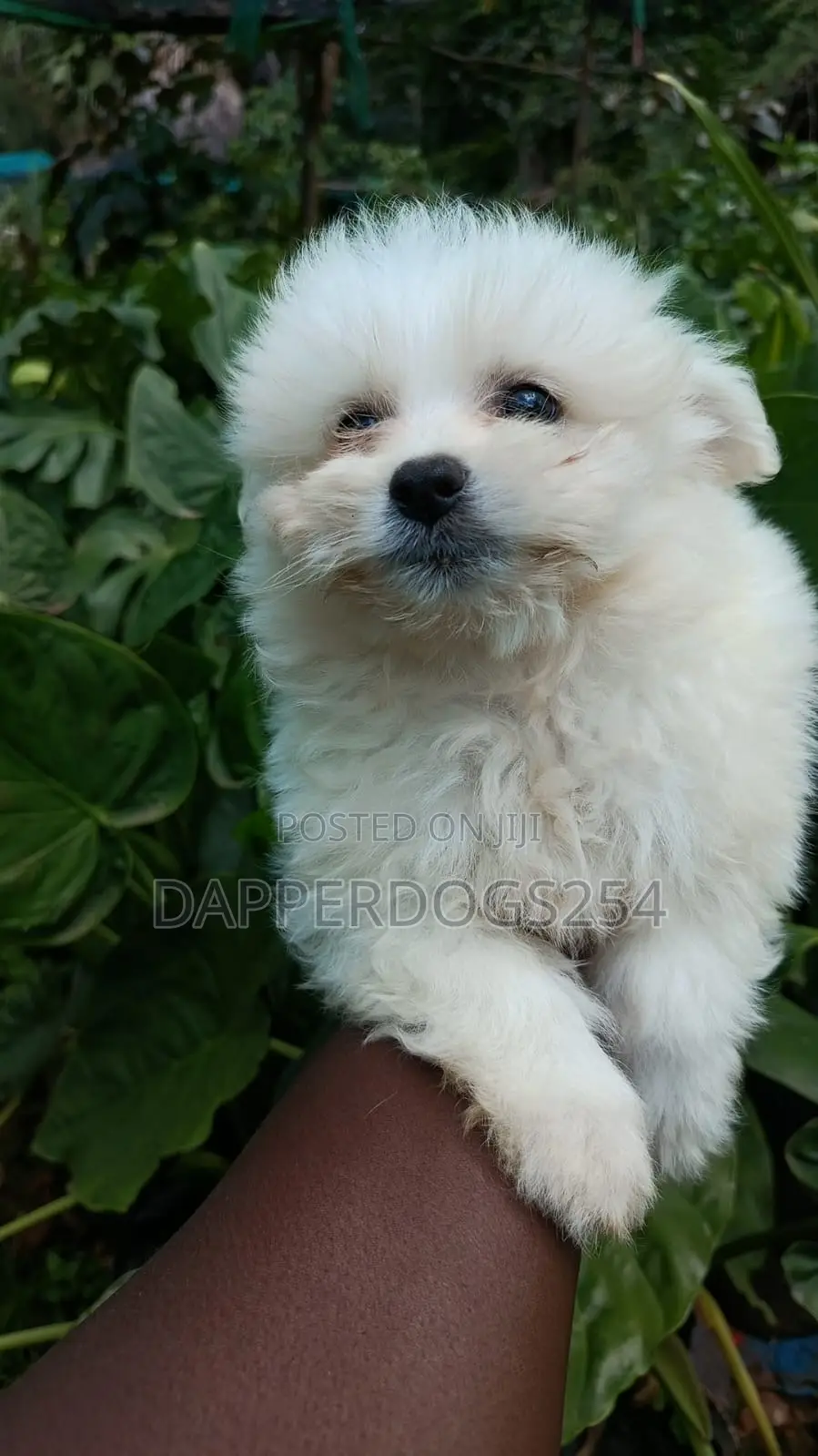 1-3 months Male Purebred Maltese