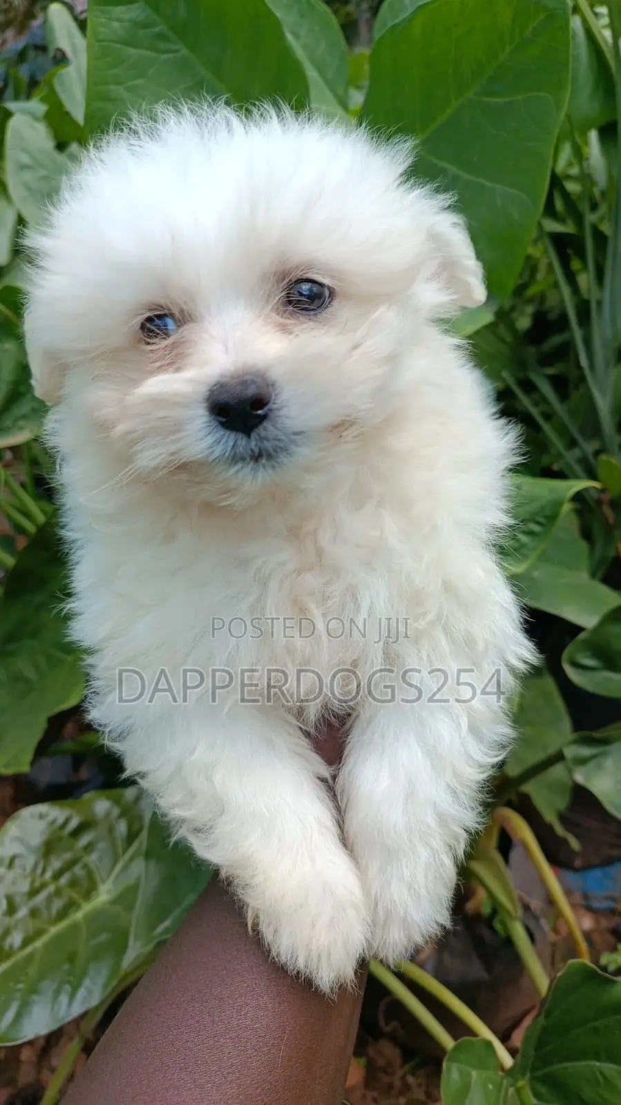 1-3 months Male Purebred Maltese