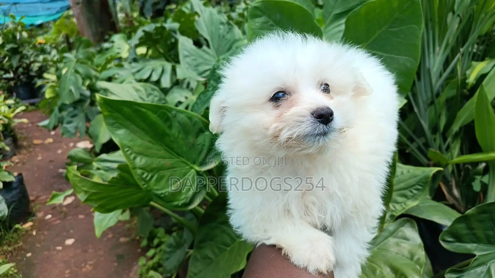 1-3 months Male Purebred Maltese