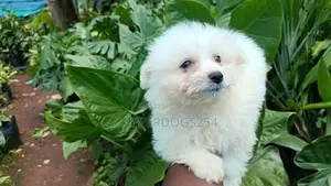 1-3 months Male Purebred Maltese