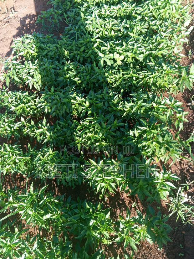 Chilly Seedlings - thumbnail 2