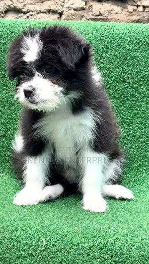 1-3 months Female Purebred Havanese