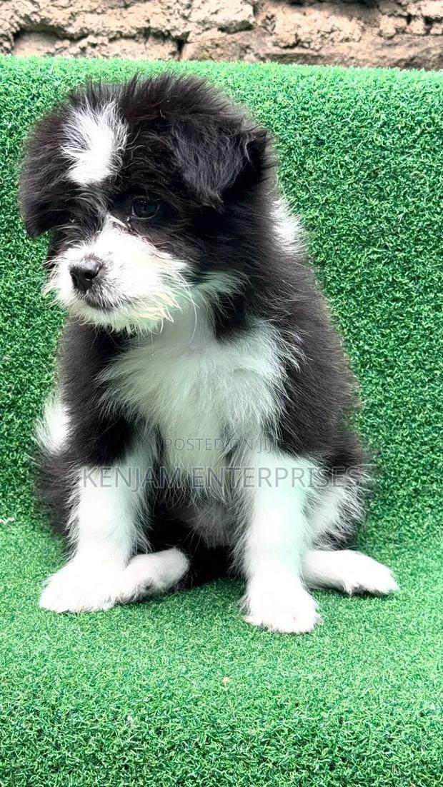 1-3 months Female Purebred Havanese