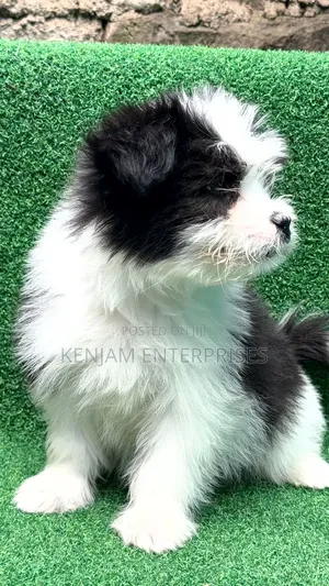 1-3 months Female Purebred Havanese