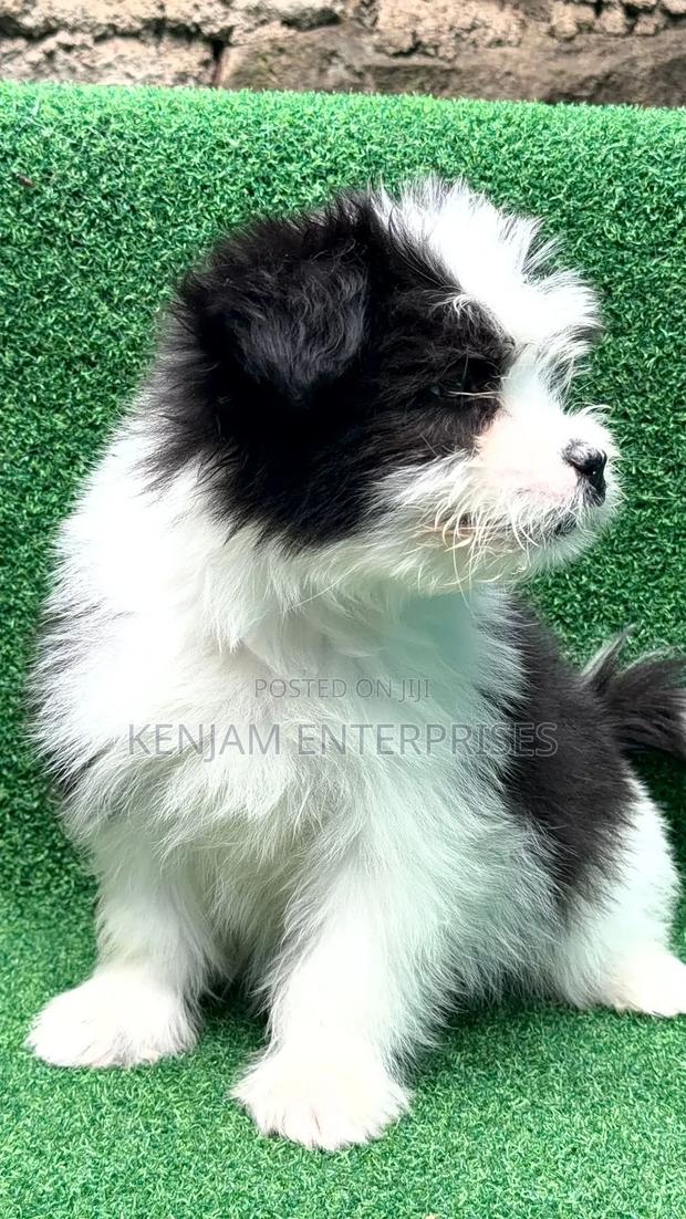 1-3 months Female Purebred Havanese