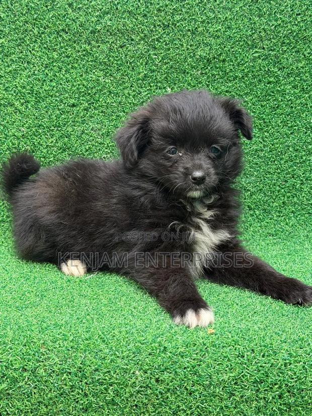 1-3 months Female Purebred Havanese