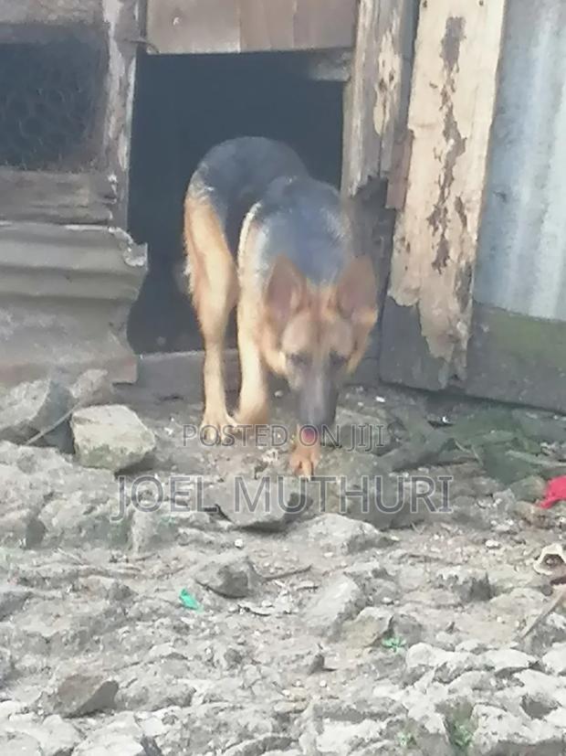 6-12 months Male Purebred German Shepherd