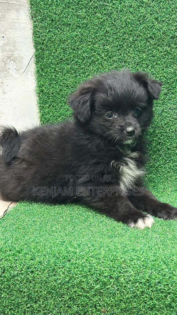 1-3 months Female Purebred Havanese