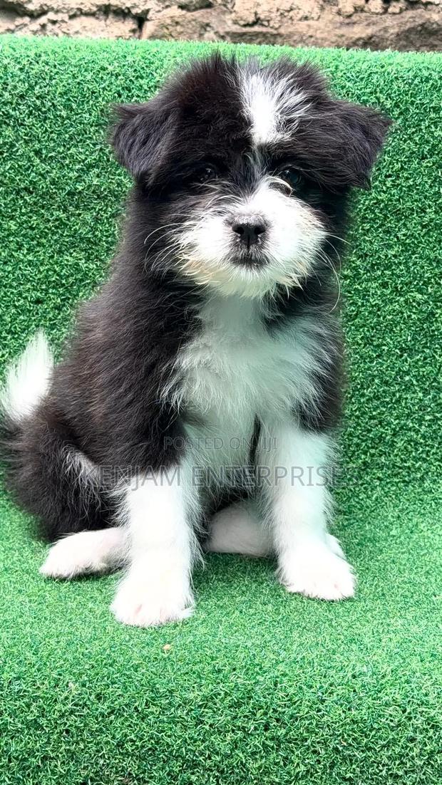 1-3 months Male Purebred Havanese