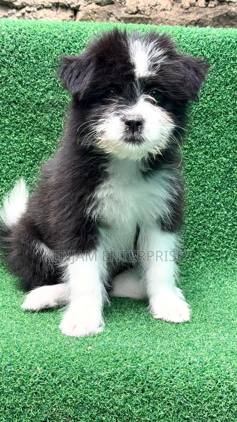 1-3 months Male Purebred Havanese