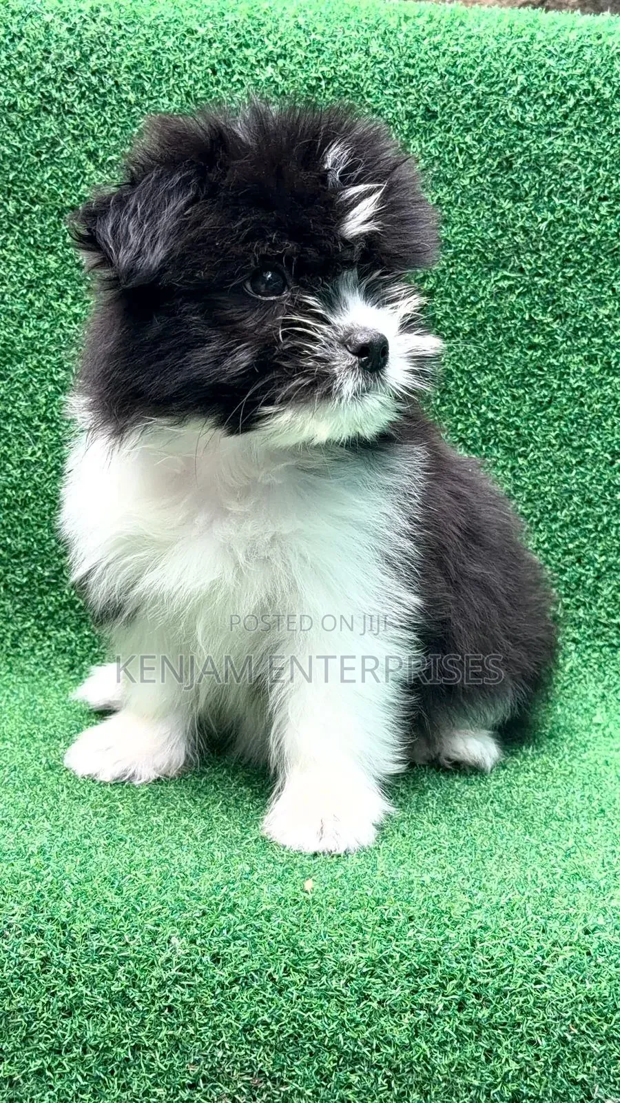 1-3 months Female Purebred Havanese