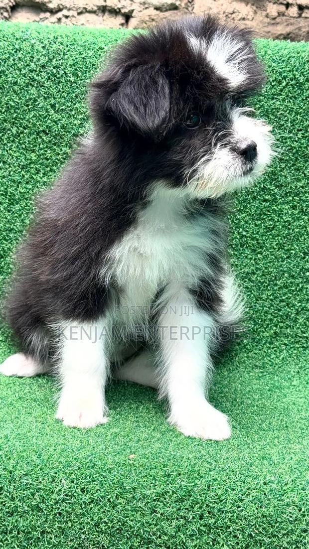1-3 months Female Purebred Havanese