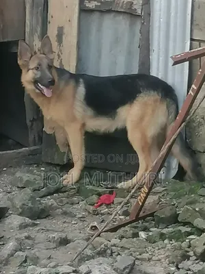 6-12 months Female Purebred German Shepherd