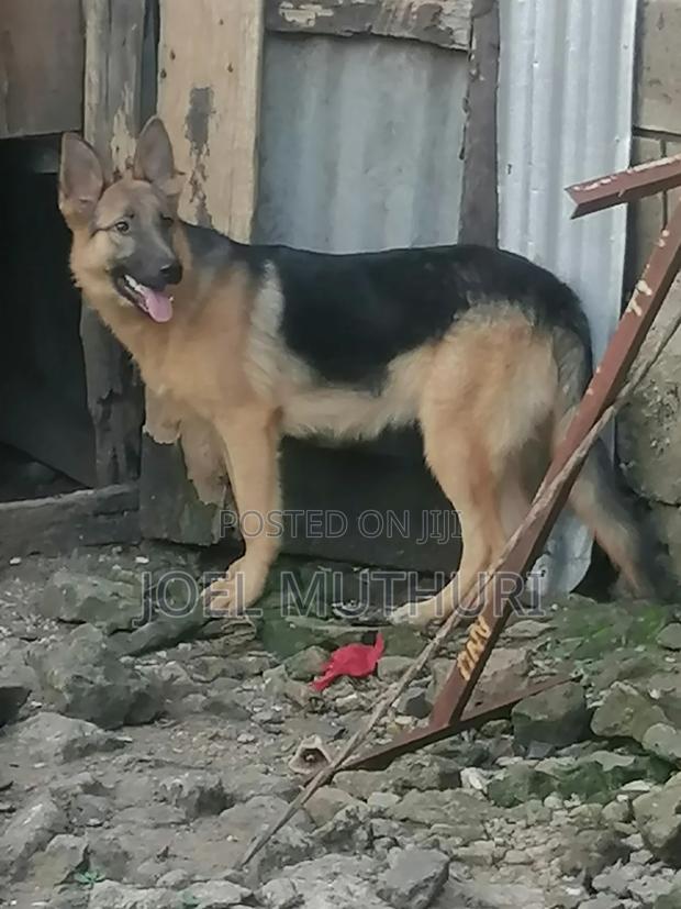 6-12 months Female Purebred German Shepherd