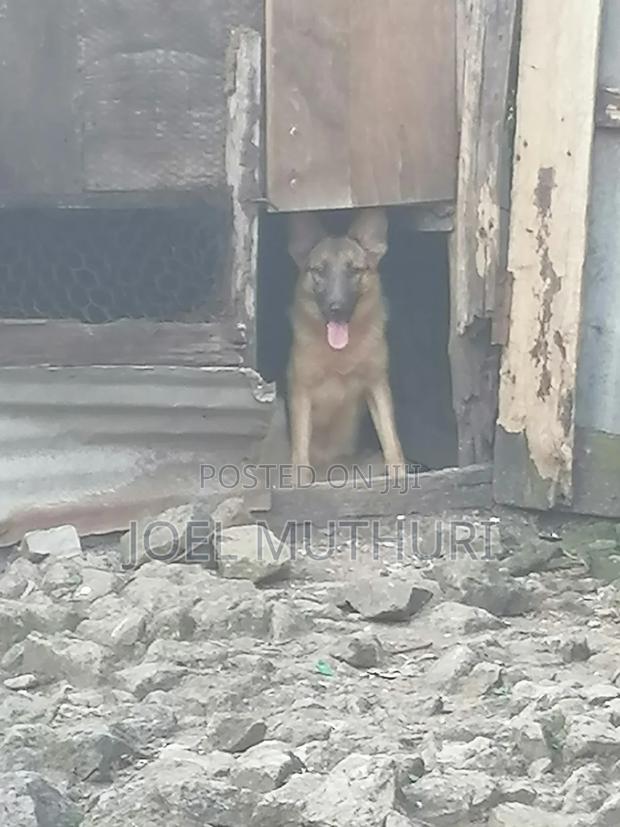 6-12 months Female Purebred German Shepherd - thumbnail 2