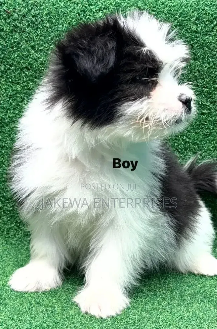 1-3 months Male Purebred Havanese