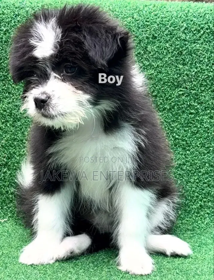 1-3 months Male Purebred Havanese