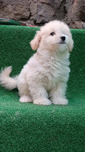 1-3 months Male Purebred Havanese