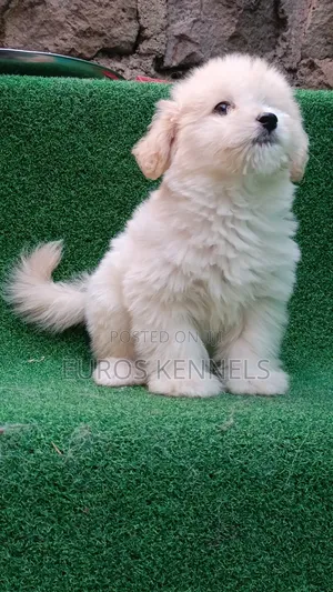 1-3 months Male Purebred Havanese
