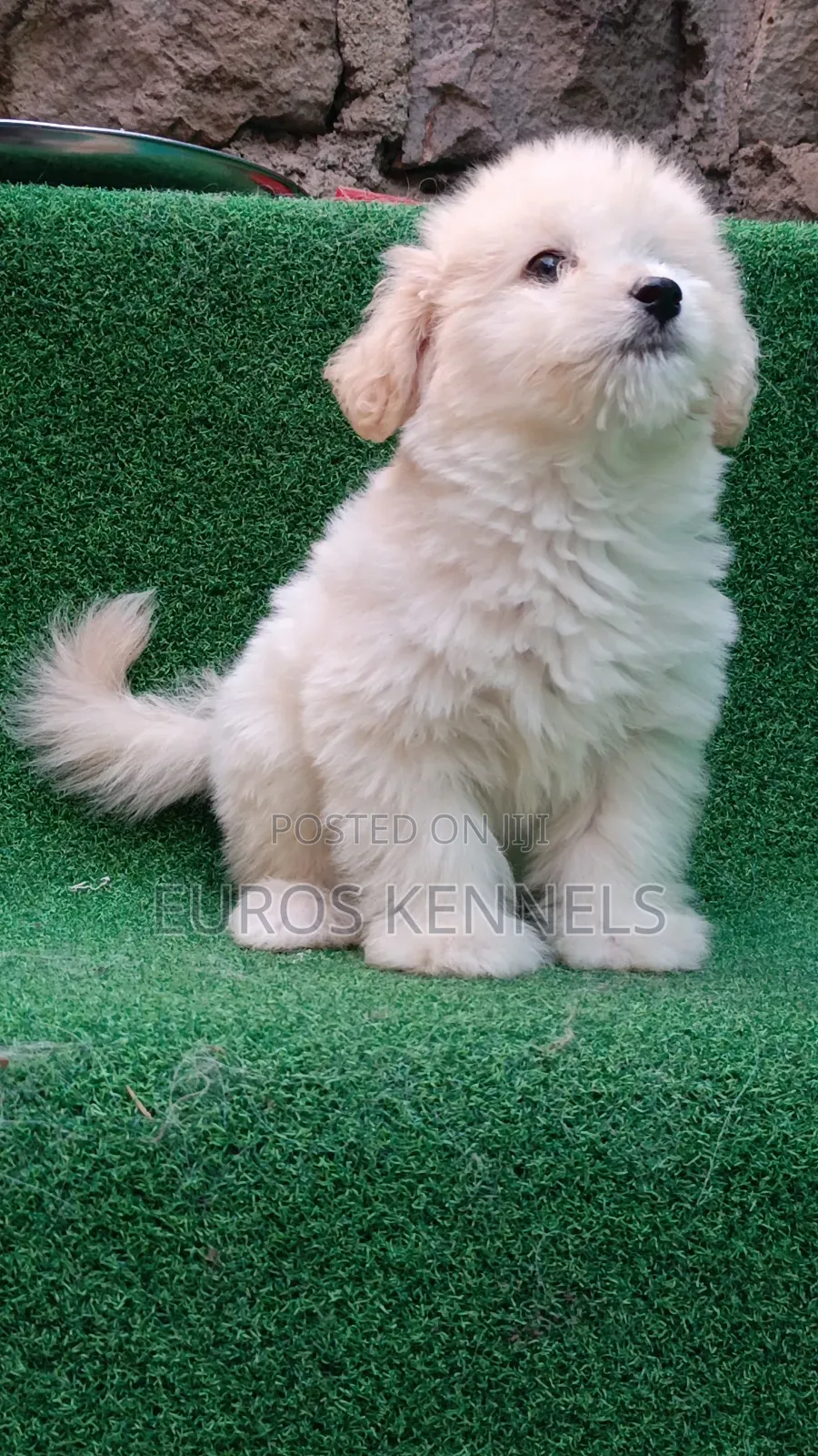 1-3 months Male Purebred Havanese