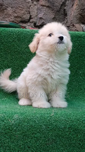 1-3 months Male Purebred Havanese