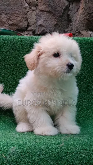 1-3 months Male Purebred Havanese