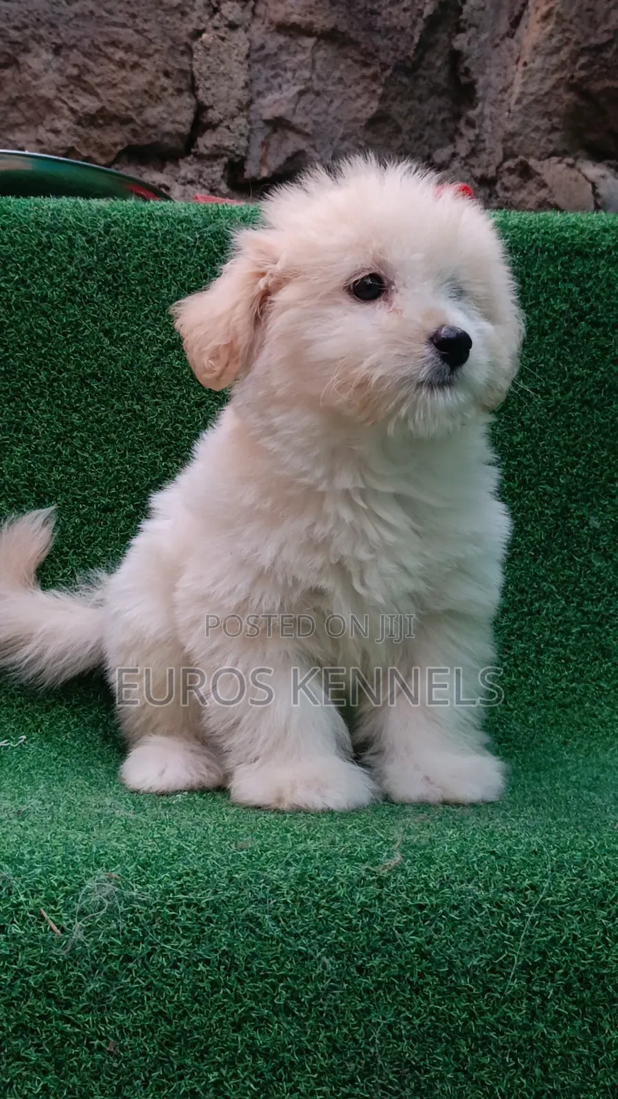 1-3 months Male Purebred Havanese