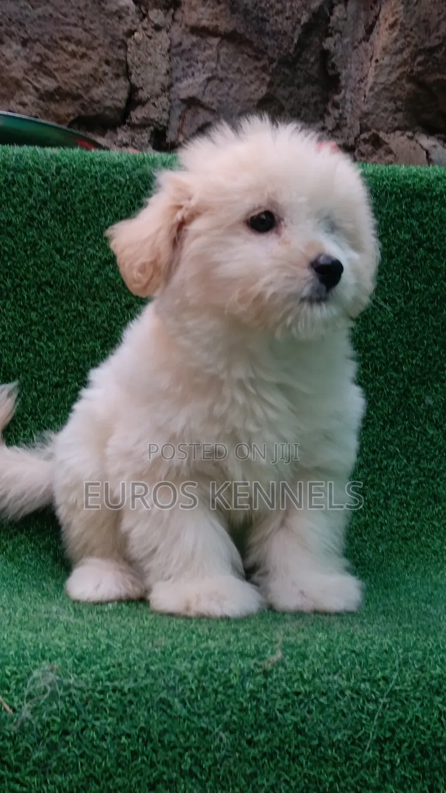 1-3 months Male Purebred Havanese