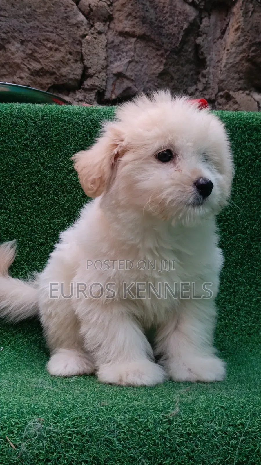 1-3 months Male Purebred Havanese